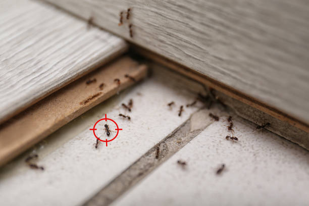  Church Hill, TN Pest Control Pros