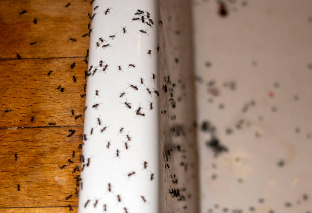 Best Spider Control Near Me  in Church Hill, TN