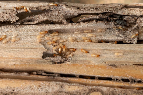 Best Affordable Pest Control Services  in Church Hill, TN